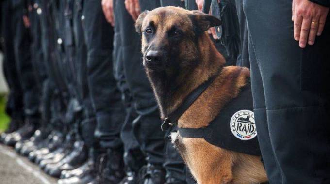 Diesel, il cane poliziotto ucciso a Parigi nel blitz anti-Isis (Olycom)