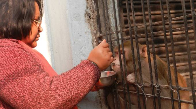 La scimmietta nominata erede universale con la sua amica umana (Foto AFP)
