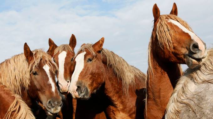 Cavalli selvaggi in una foto Reuters