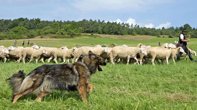 Cane da pastore in una foto AP