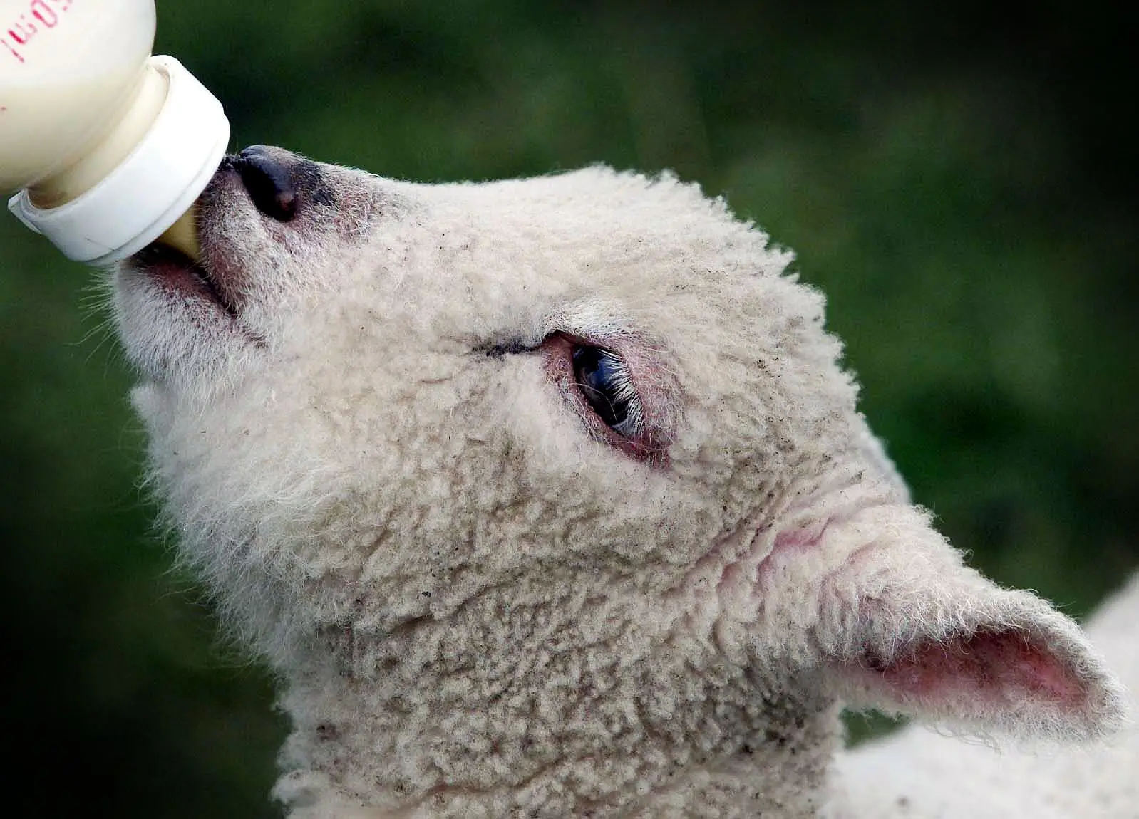 Buona Pasquetta, le frasi di auguri più divertenti
