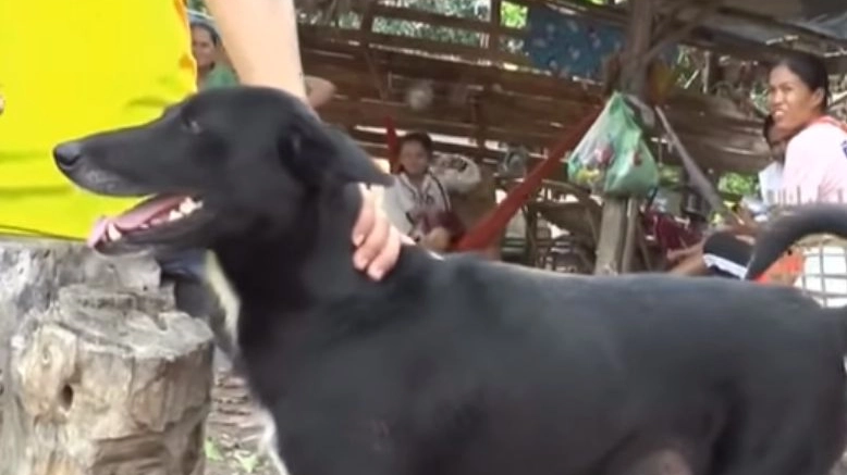 Ping Pong, il cane disabile che ha salvato il neonato