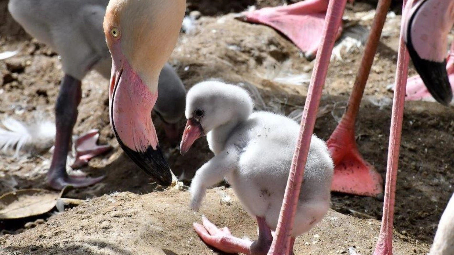 Bioparco di Roma: nati otto fenicotteri rosa e un pinguino del Capo