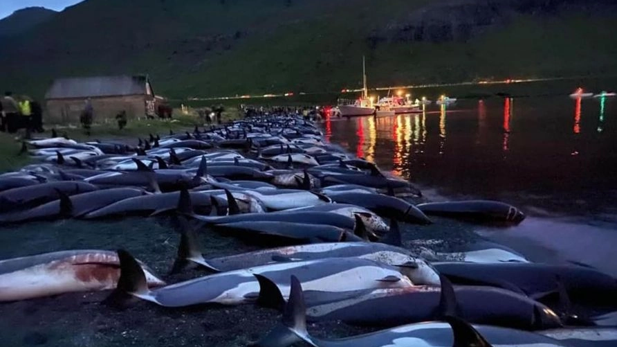 La mattanza di delfini sulle isole Faroe denunciata da Sea Shepered
