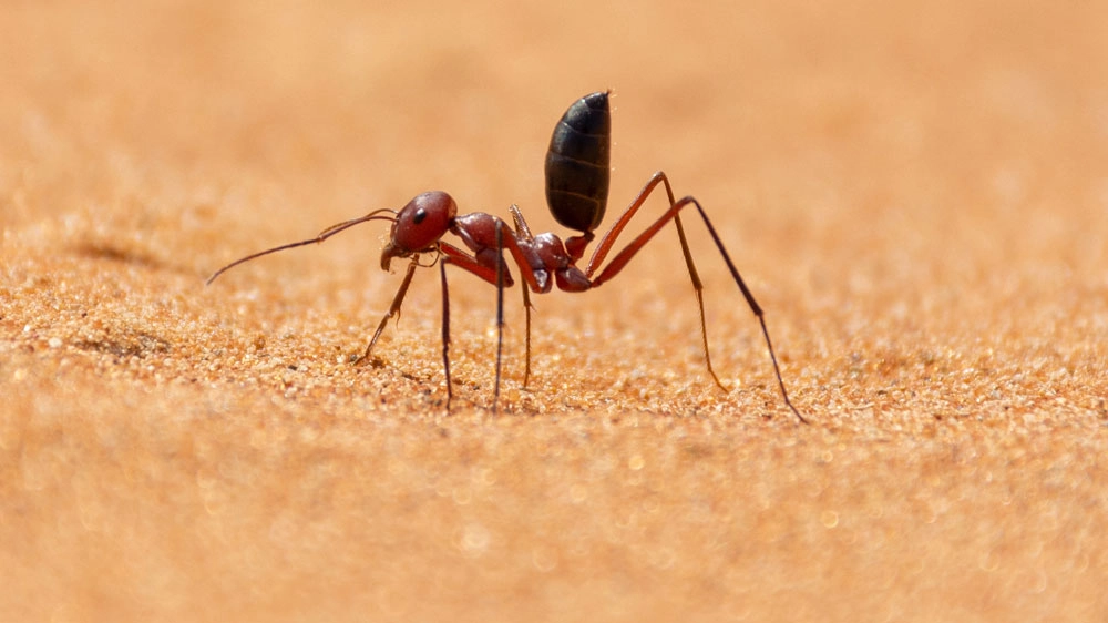 La formica più veloce del mondo