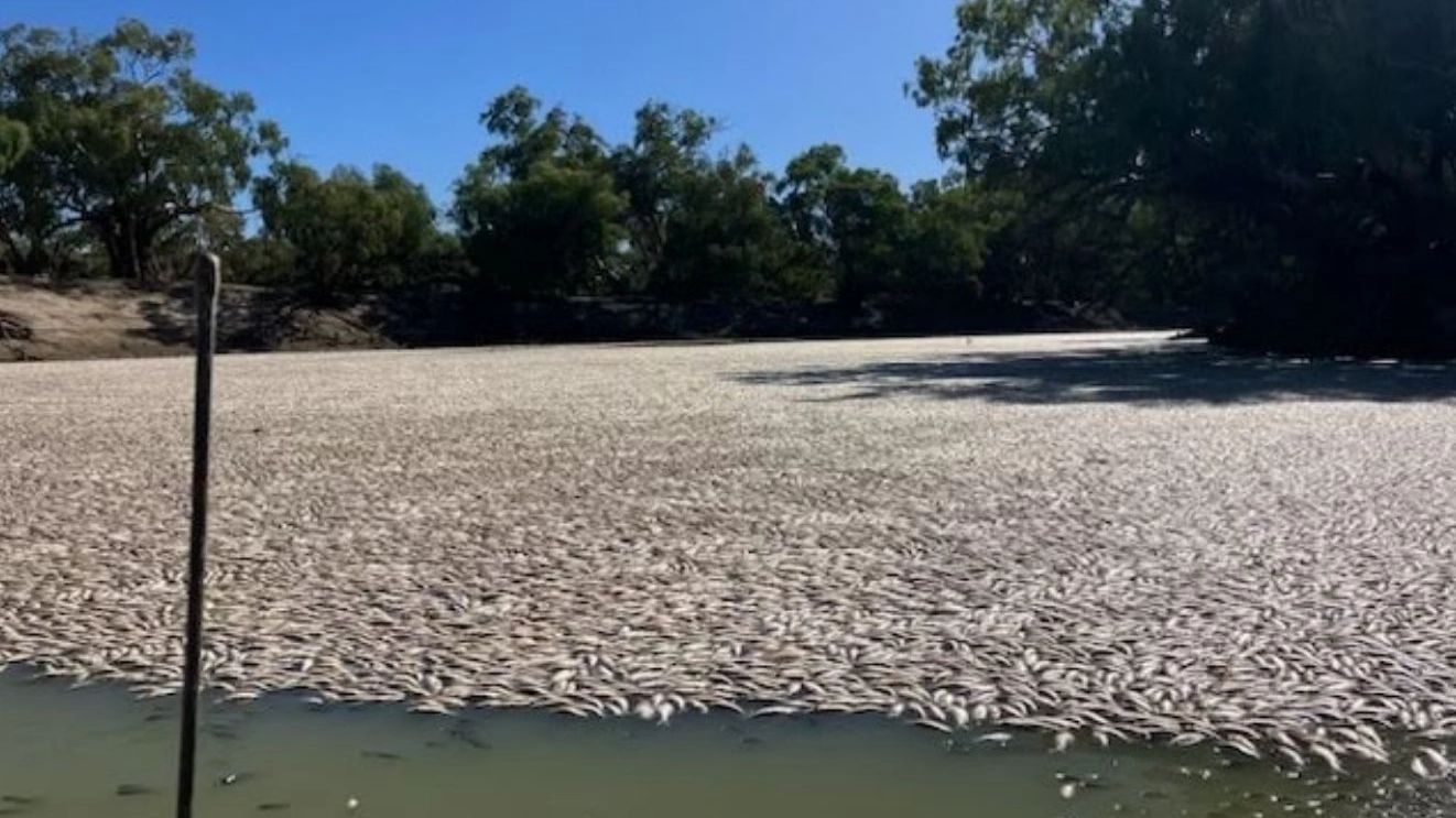 Australia, strage di pesci nel fiume Darling 
