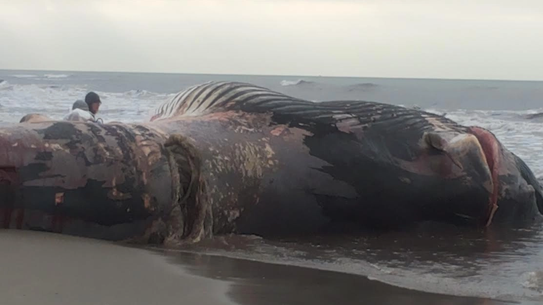 Il recupero della carcassa del cetaceo spiaggiato
