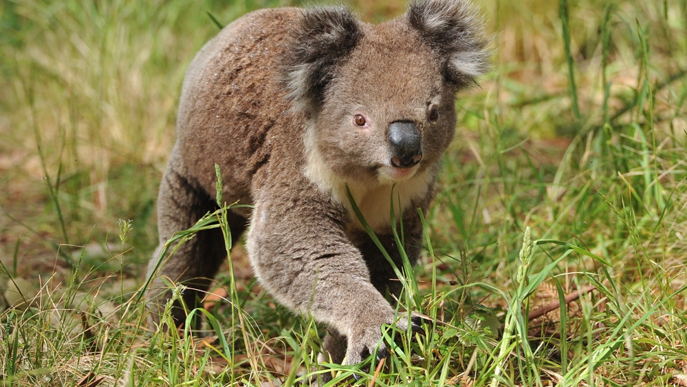 Quando i koala scendono dagli alberi sono esposti a molti pericoli
