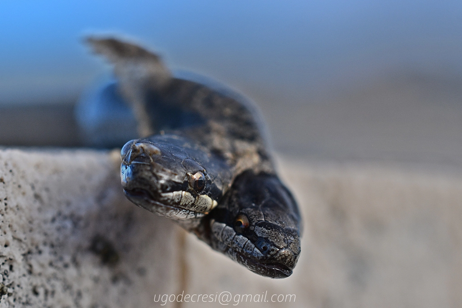 Serpente a due teste (foto Ugo De Cresi)