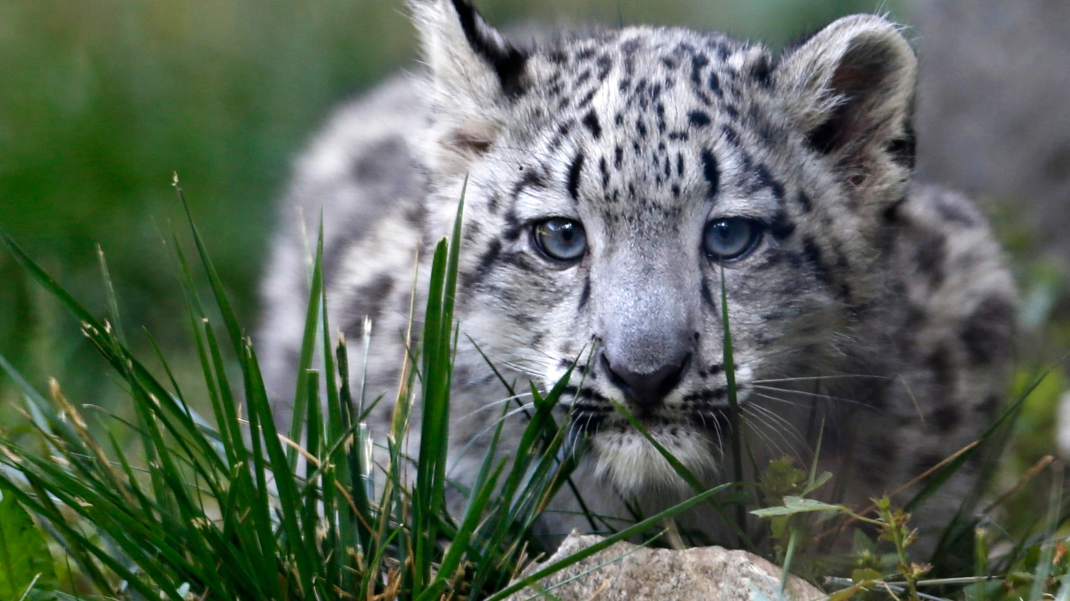 Leopardo delle nevi in una foto Reuters