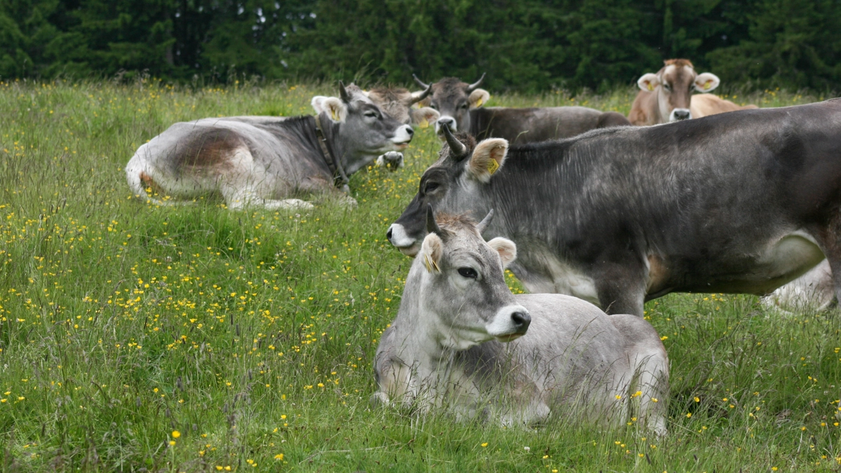Mucche in una foto L.Gallitto