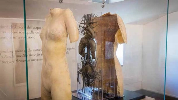 “Situs Viscerum” in un corpo femminile. Museo Leonardiano di Vinci.
