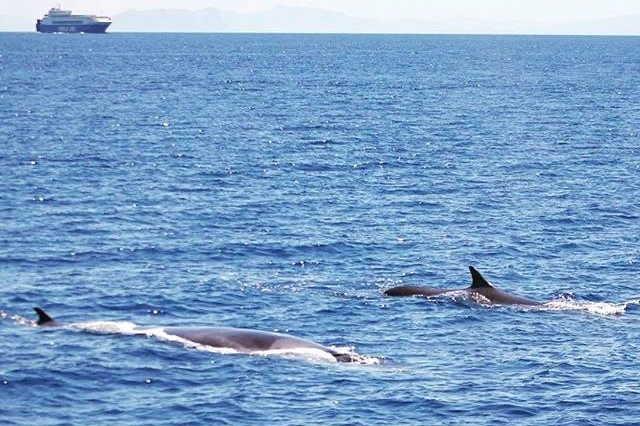 Balenottere comuni nel santuario Pelagos (foto Laura Pintore-Wwf)