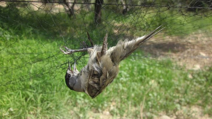 Capinera nella rete in una foto Birdlife Cipro