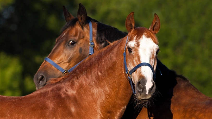 I cavalli possono imparare a usare simboli per esprimersi - foto ImageBROKER / Alamy