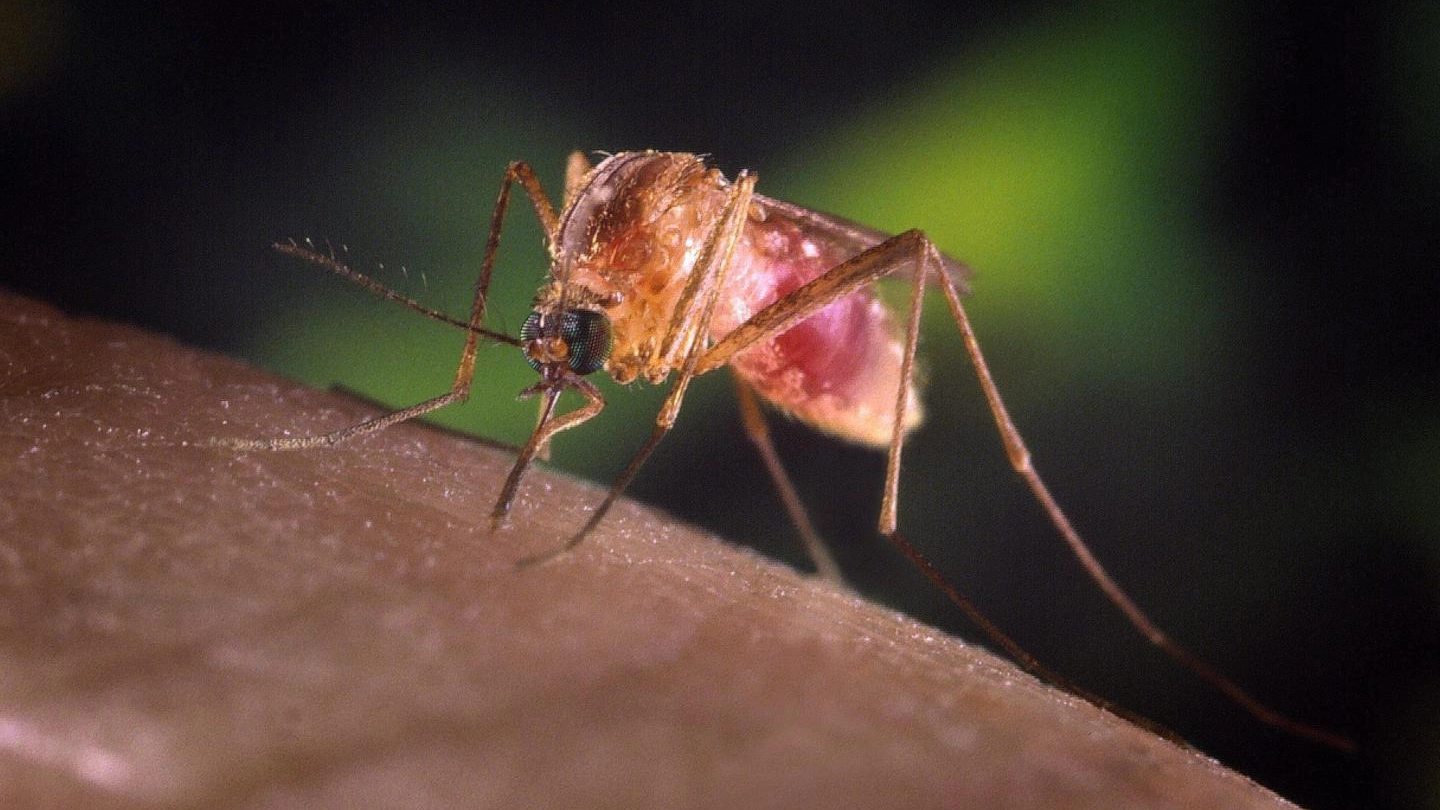 Zanzara comune del tipo culex, vettore del virus West Nile (Epa Ansa)