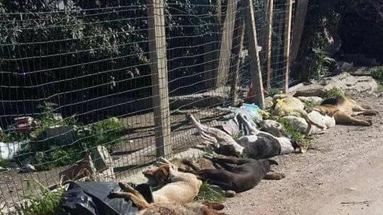 Alcuni dei cani morti avvelenati a Sciacca