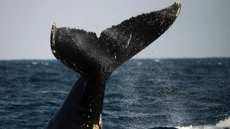 Balena in una foto AFP
