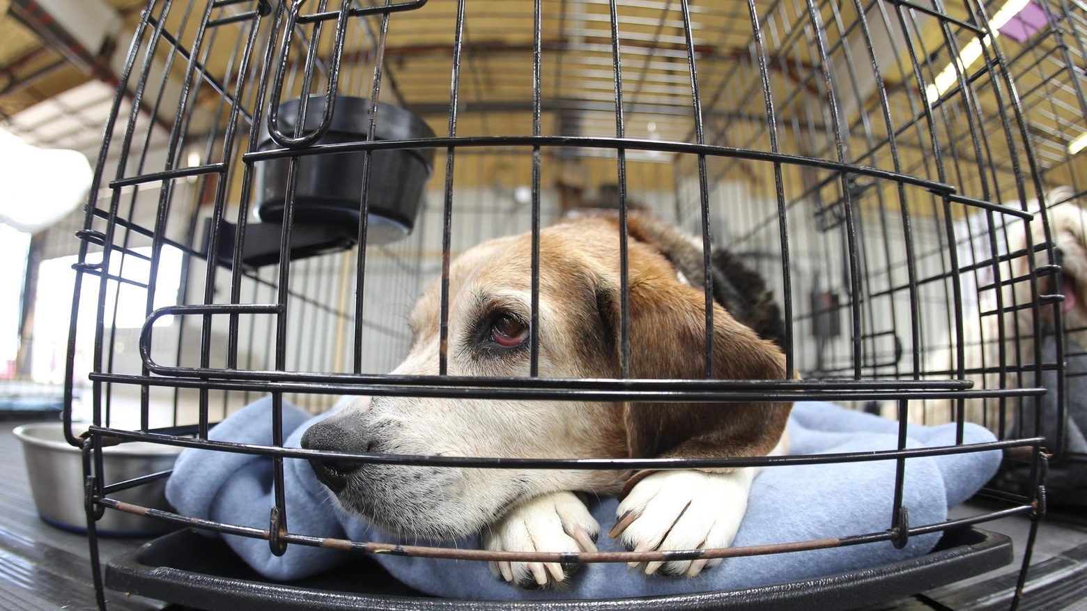 Beagle in gabbia in una foto Ansa