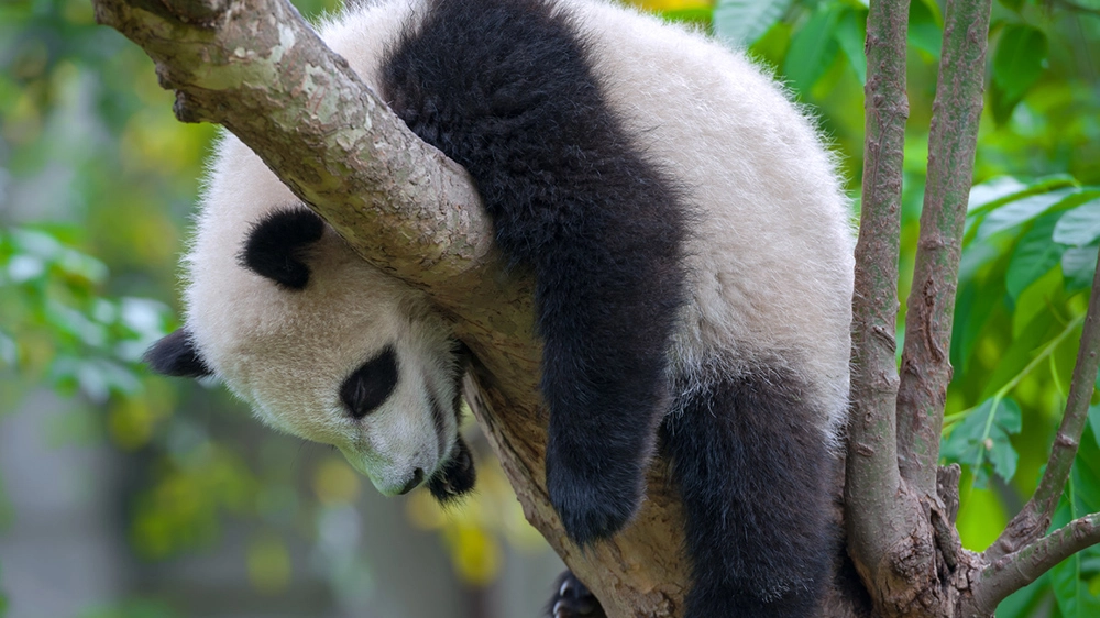 Un cucciolo di panda schiaccia un pisolino su un albero