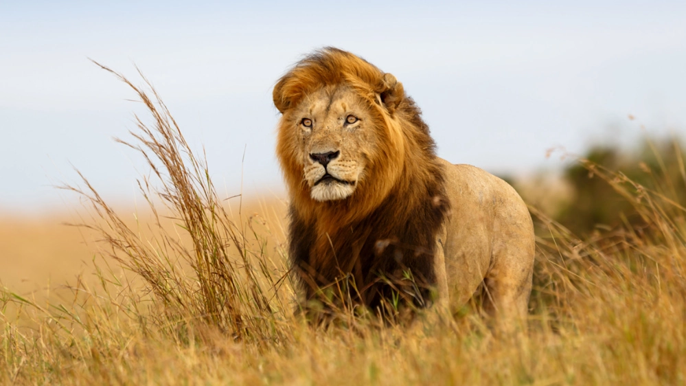 Un leone nella savana del Kenya - Foto: MaggyMeyer/iStock