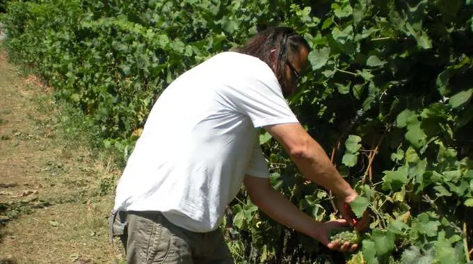 P.Iva,maggio +9%. Boom agricoltura a Sud
