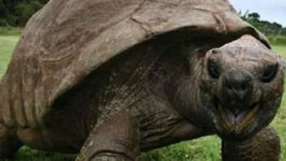 Jonathan, tartaruga gigante delle Seychelles, ha compiuto 190 anni