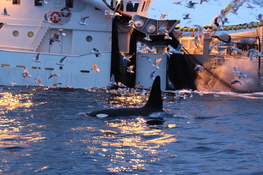 Un'orca che si nutre di aringhe vicino a un peschereccio in Norvegia