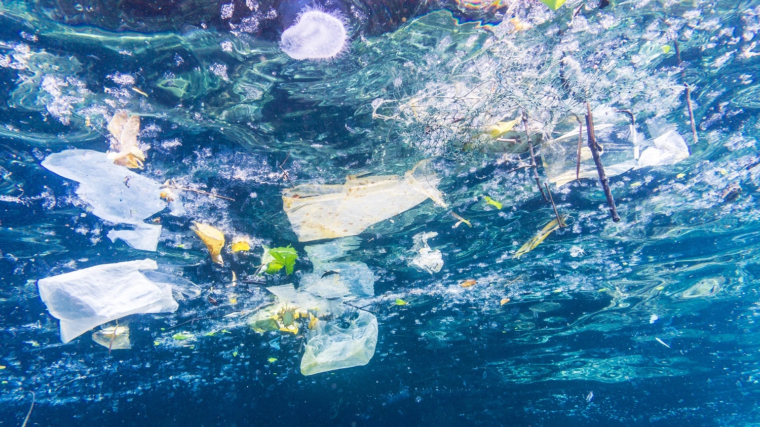 La plastica che inquina gli oceani (Omaggio)