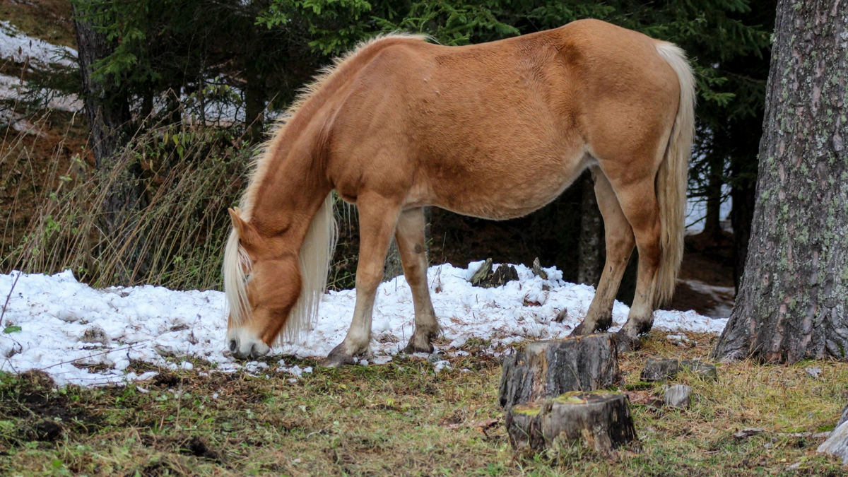 Cavallo nella neve in una foto di repertorio L.Gallitto