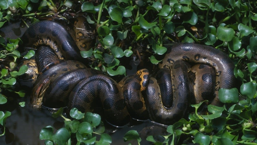 Individuata di recente durante una spedizione in Ecuador, potrebbe essere il serpente più grande del mondo