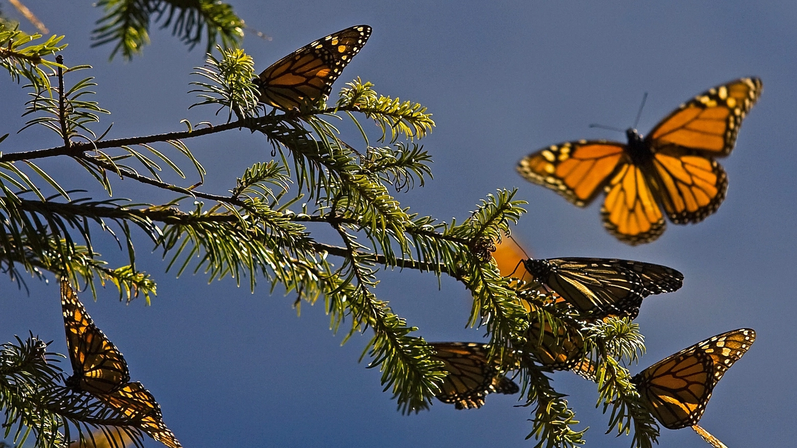 Farfalle Monarca in una foto AFP