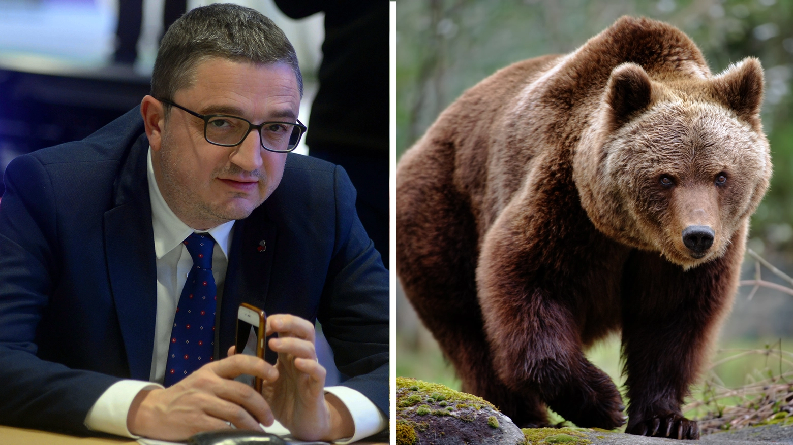 Il presidente del Trentino vuole trasferire decine di orsi