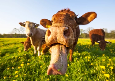Mucche, l’esperto: ecco come comportarsi per evitare guai