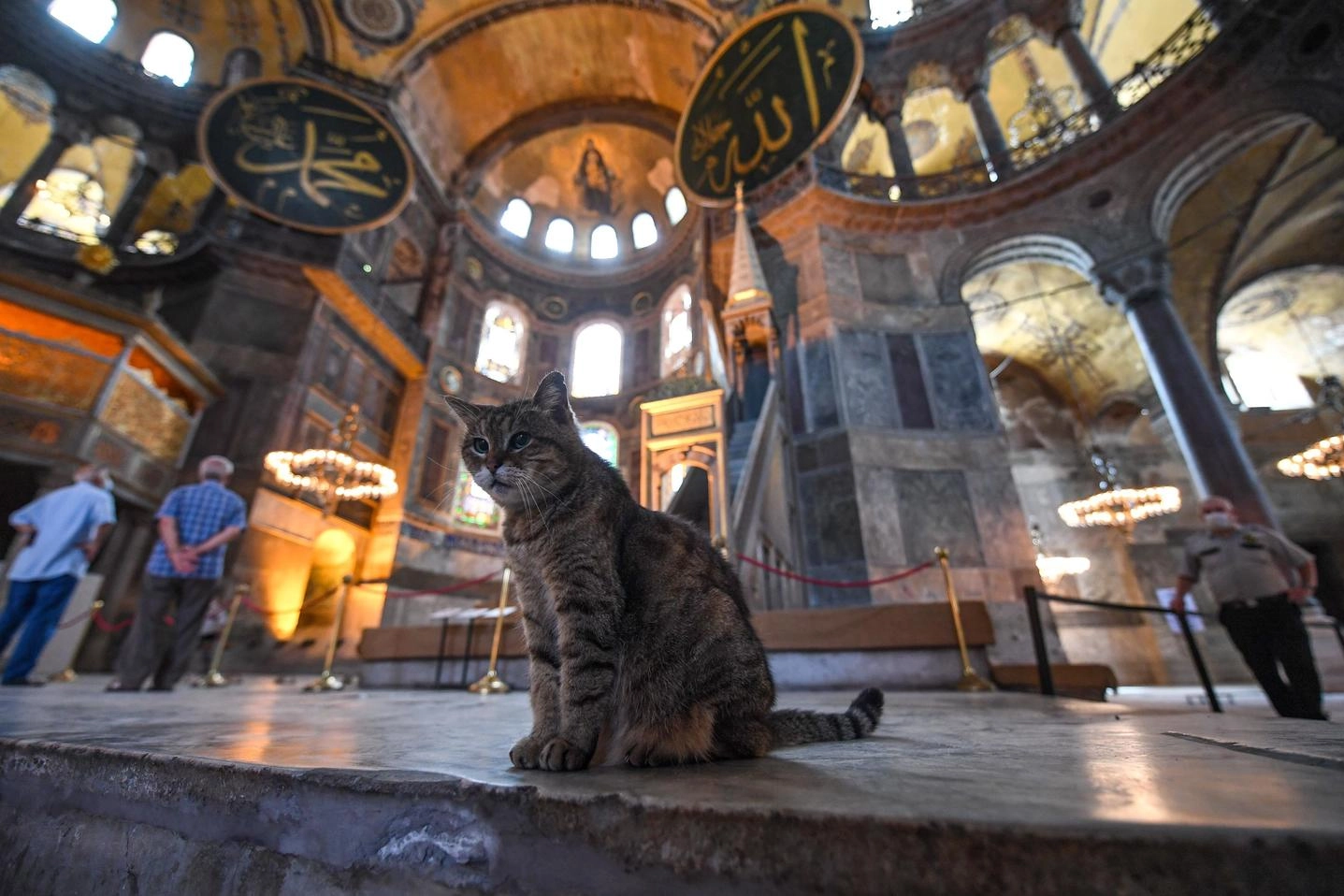 Un gatto prende il fresco nella basilica di Santa Sofia (Ansa)