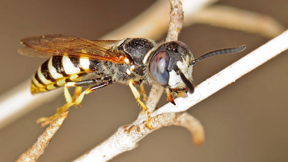Una vespa filanto