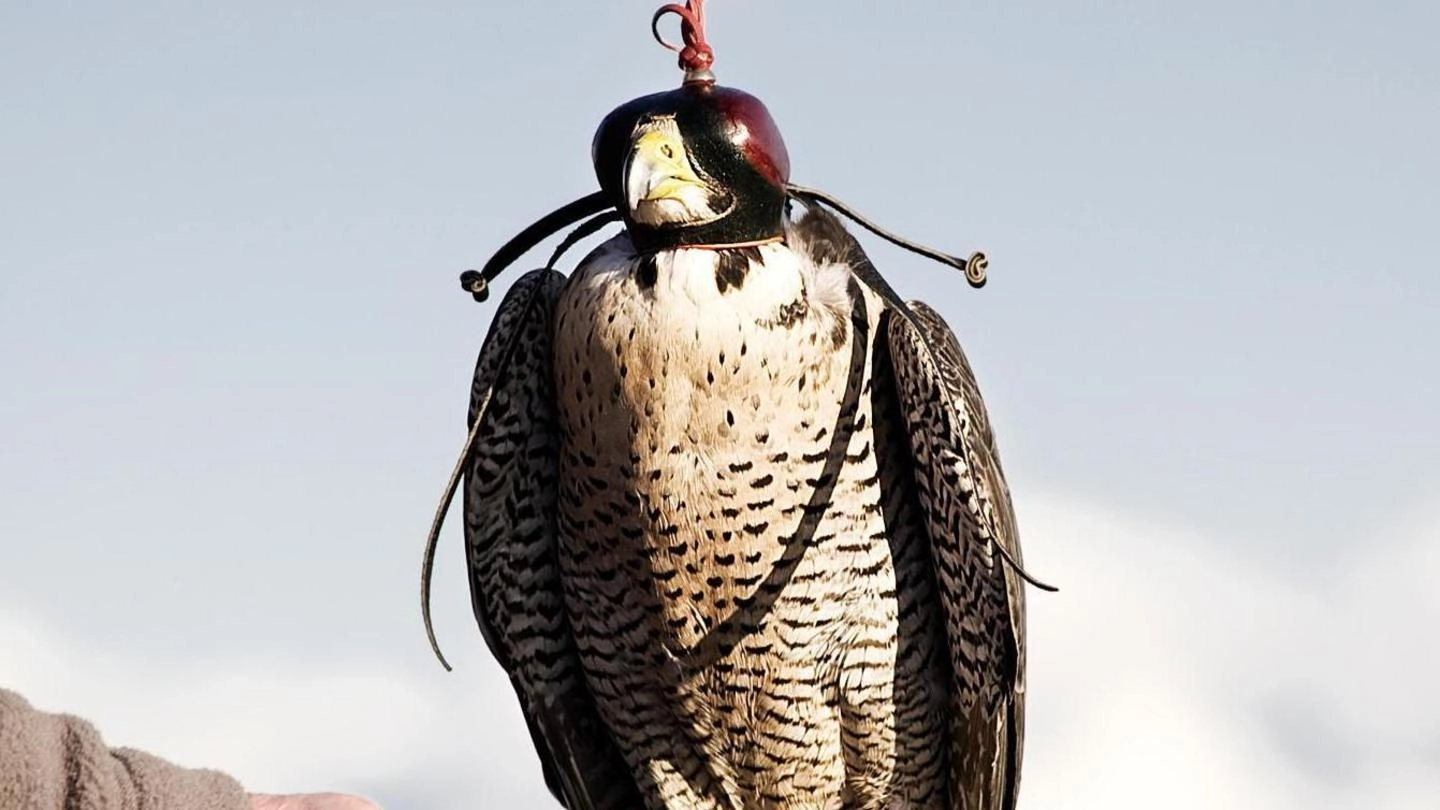 Un falco pellegrino in una foto di repertorio (Ansa)