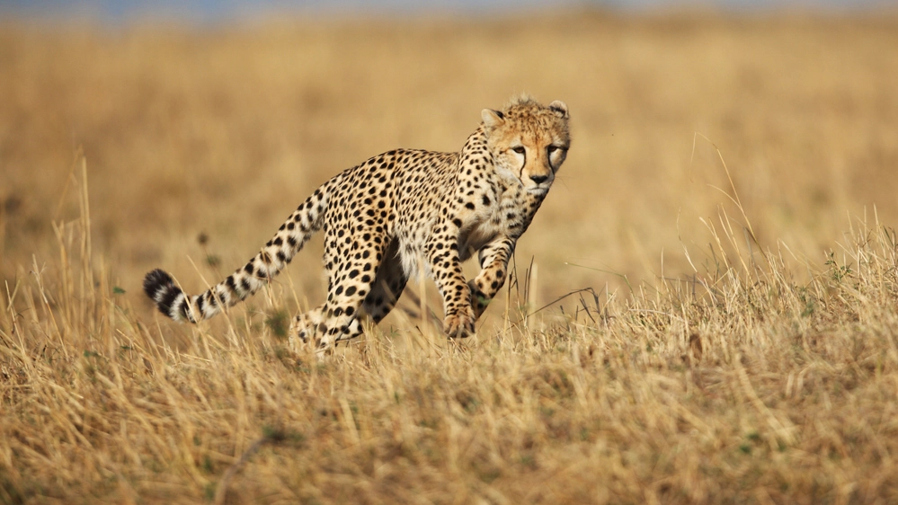 Il ghepardo è l'animale terrestre più veloce del mondo