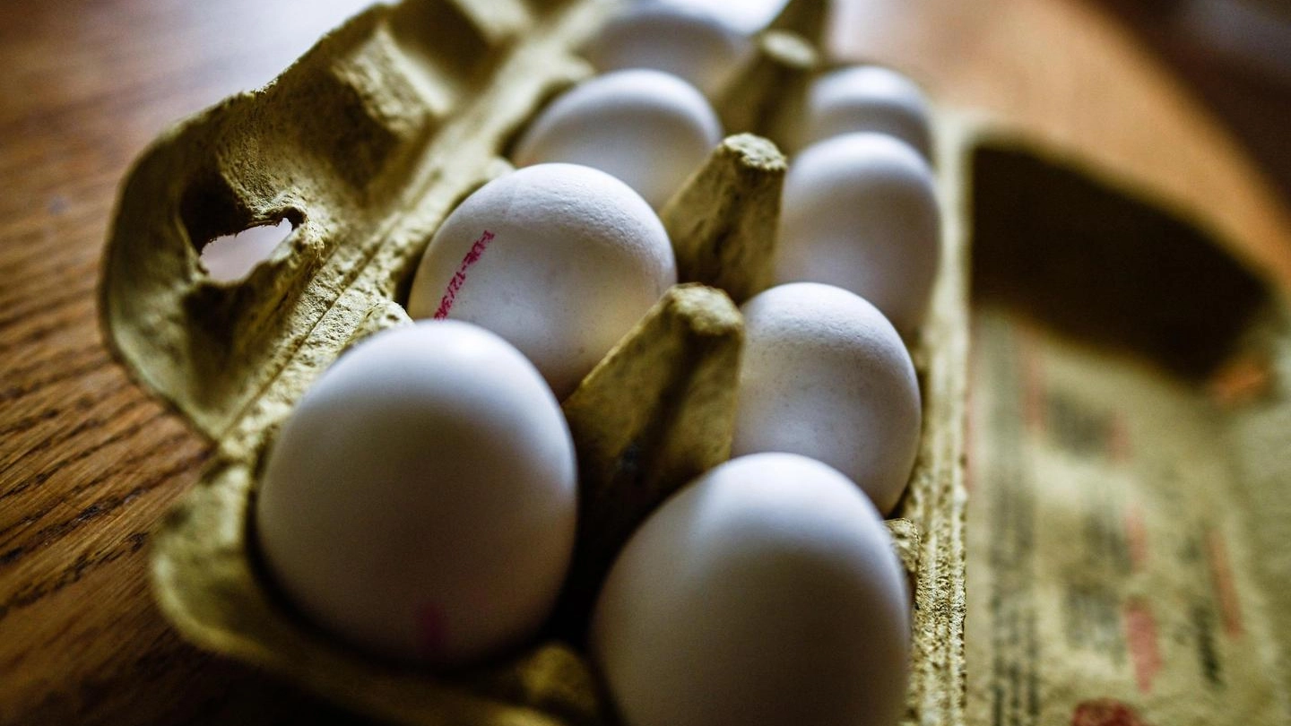 Allarme per le uova contaminate con il fipronil (Ansa)