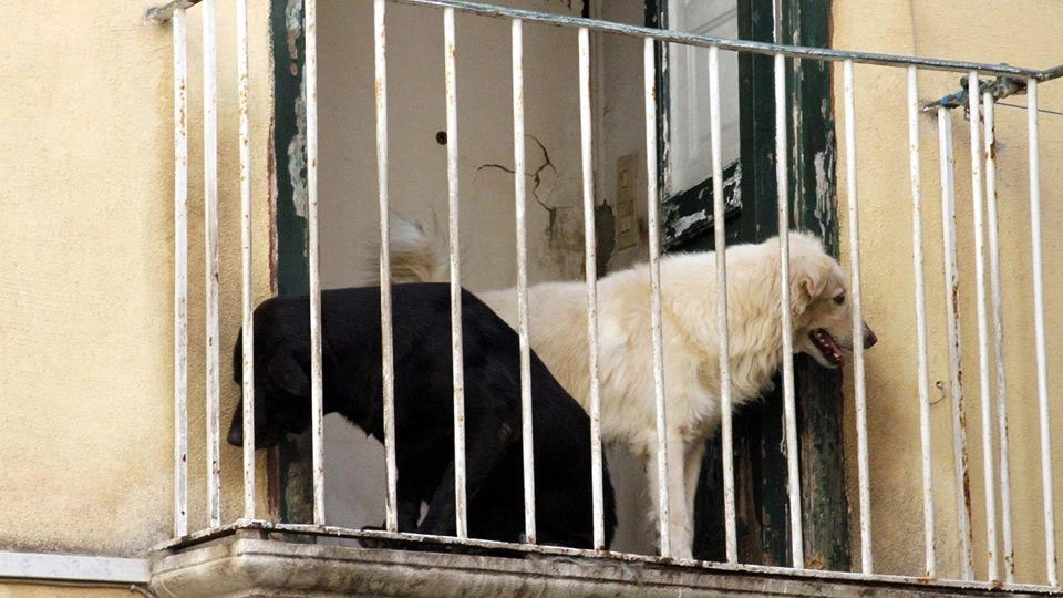 I cani affacciati al balcone di casa a Trapani