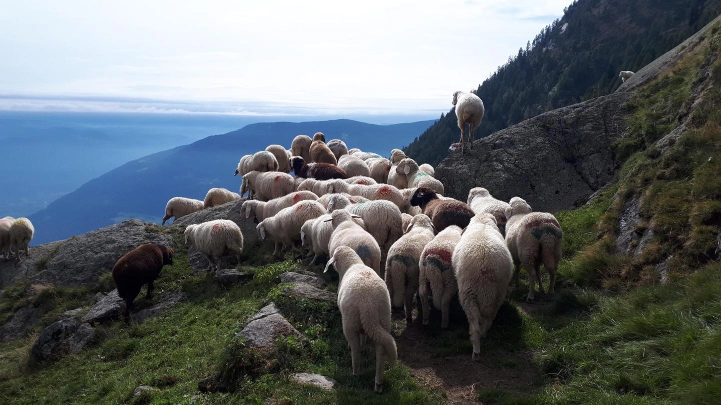 Pecore durante la transumanza in una foto d'archivio (Ansa)