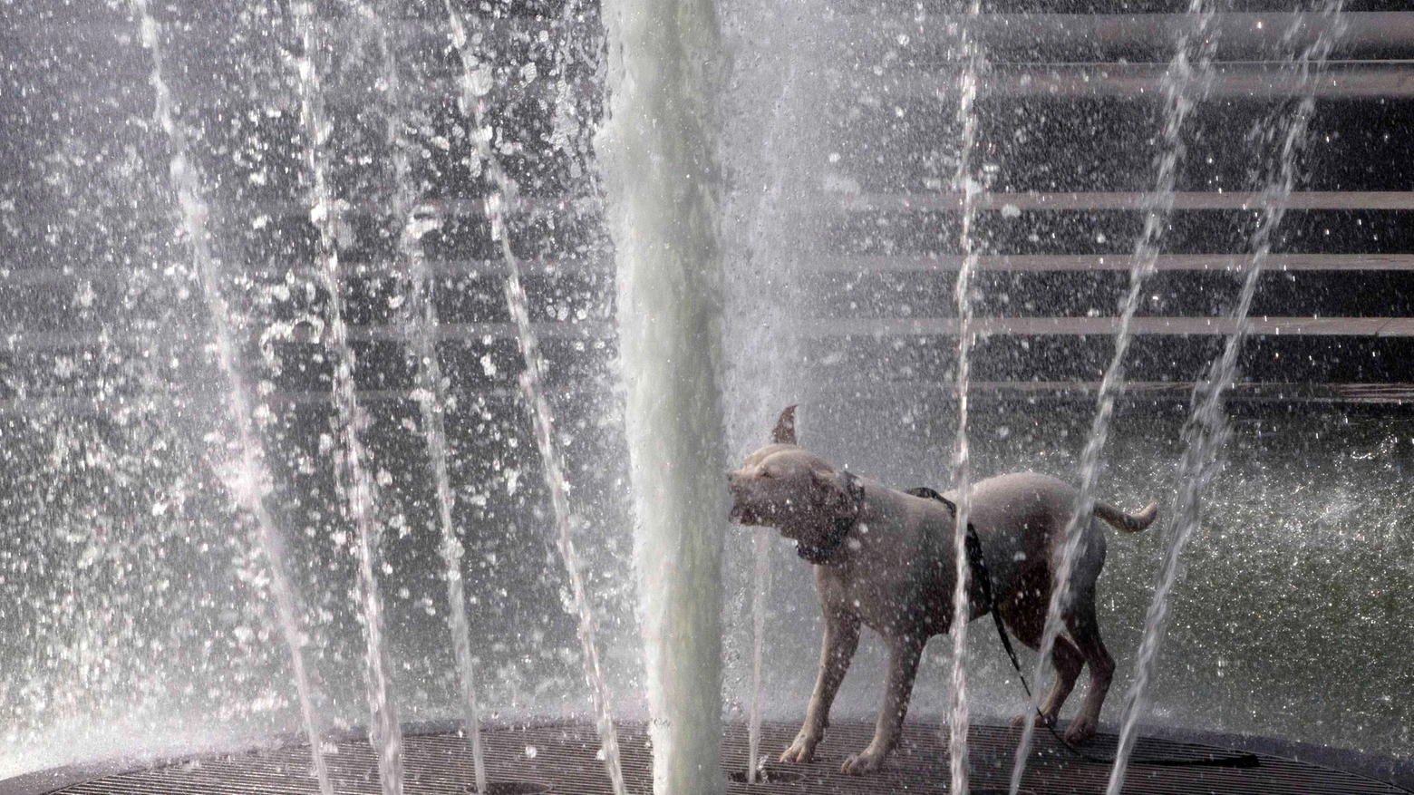 Cane si rinfresca nella fontana