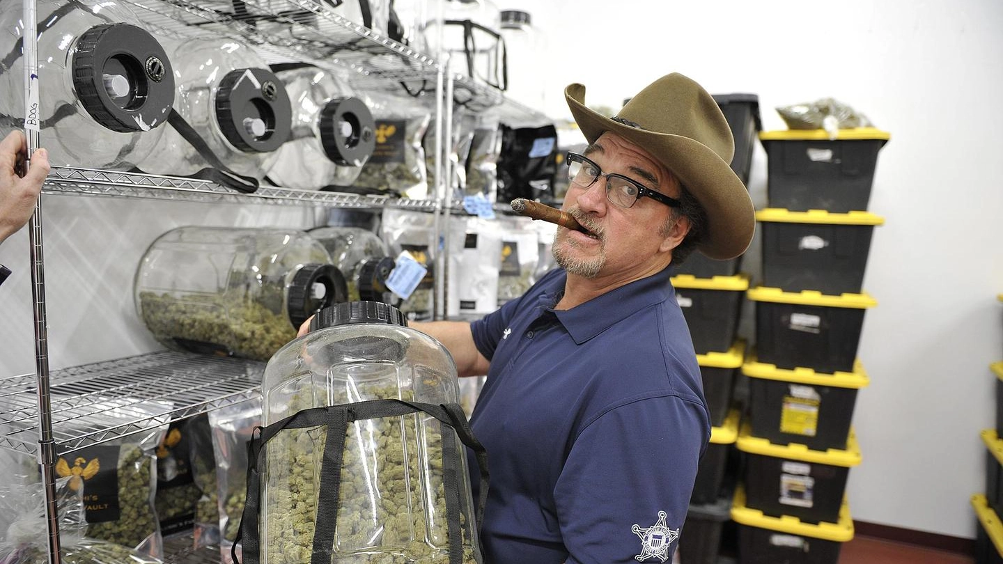 L'attore Jim Belushi nella sua azienda dove si coltiva cannabis (Ansa)