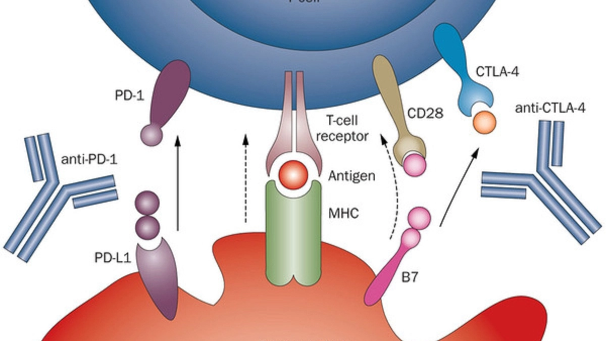 Meccanismo d'azione schematico dell'immunoterapia (da Nature)