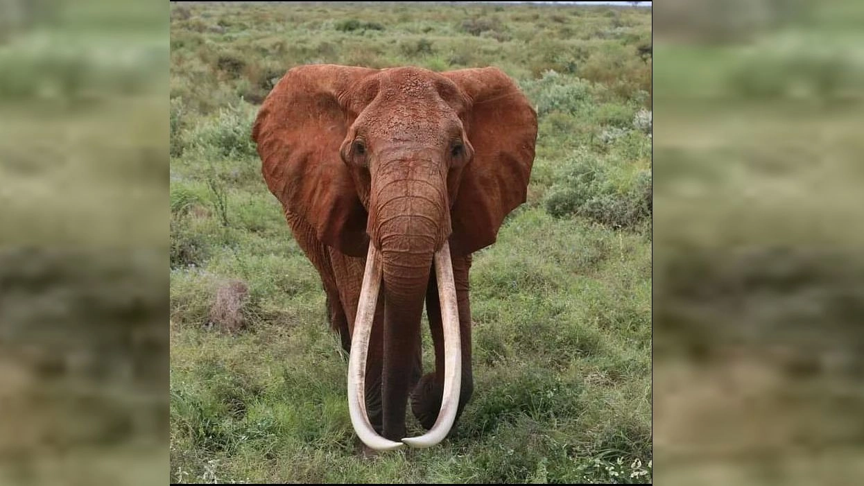 L'elefantessa Dida aveva più di 60 anni