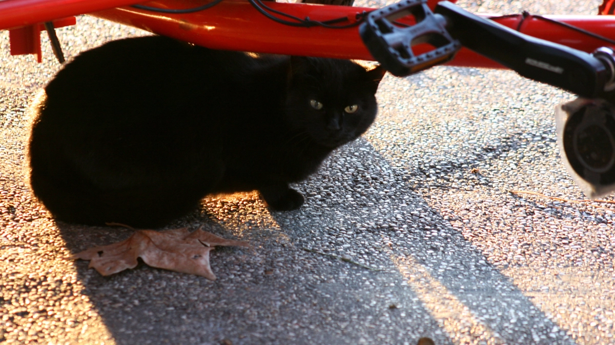 Gatto nero di strada (Foto L.Gallitto)