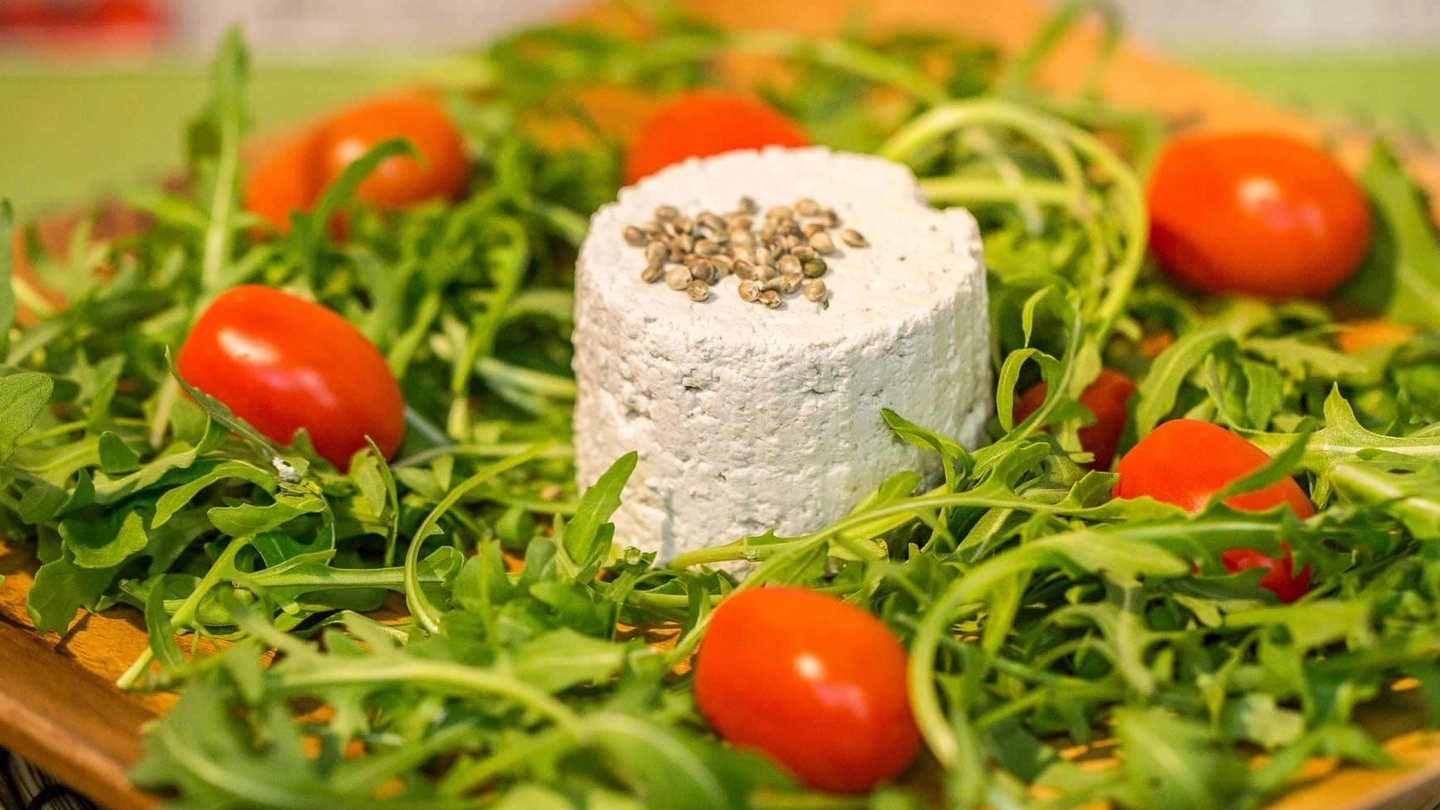 Anche il tofu, formaggio vegano, si può produrre a base di semi di canapa