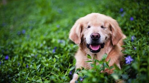 Smiley, il cane cieco