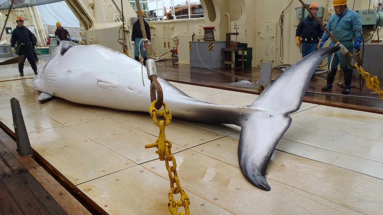 Balena catturata da una nave giapponese (AFP)