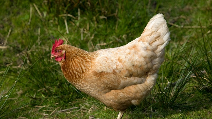 Un pollo... anti zanzara (Foto: National Geographic Creative/Alamy/Olycom)